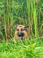 THE GREAT OUTDOORS: How I lured a reluctant 'Big Dog' out of the cattails